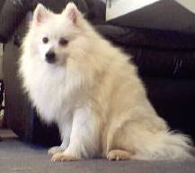 click for&nbsp; Kenny's pedigree