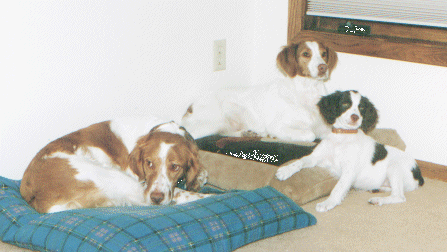 Homer, Molly and Coco
