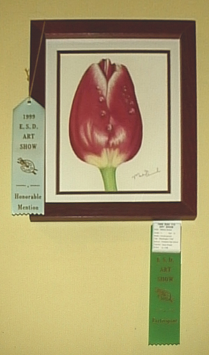 Washington Tulip