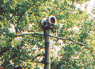 Close up of Kensigton Gardens siren