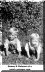 YngDuane&Laurie.gif (285377 bytes)