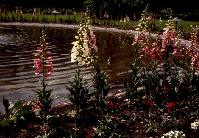 Foxglove by pool