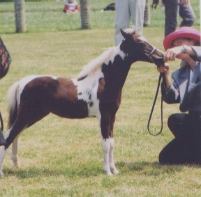 Picture of new foals