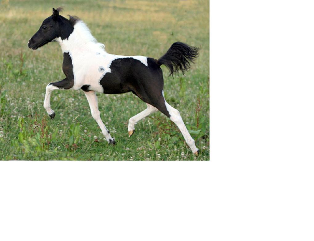 Picture of new foals