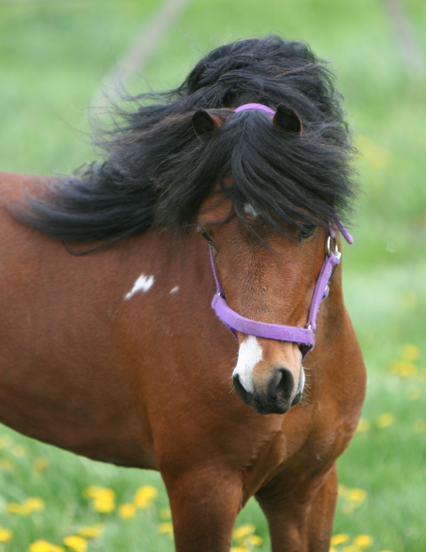 Picture of ollie