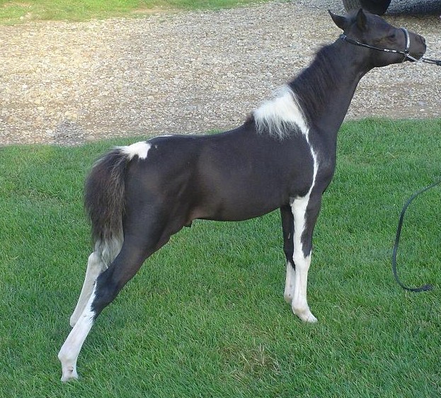Picture of new foals