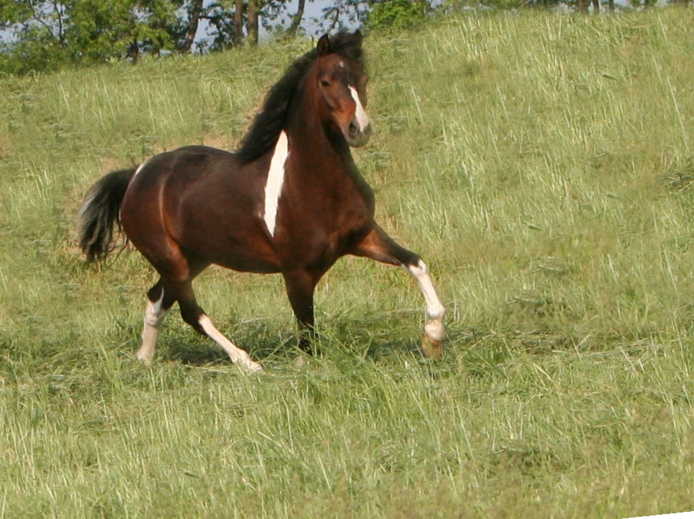 Picture of SWING KING