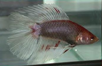 Silvered steel red HM DT