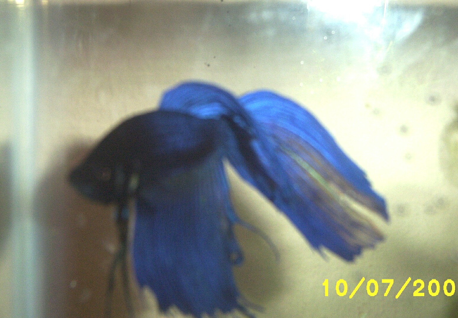 MG Veil male