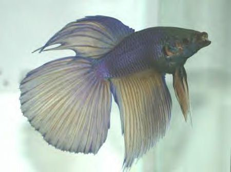 purple and gold oh my!