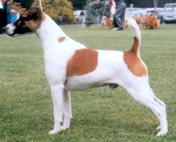 Codie