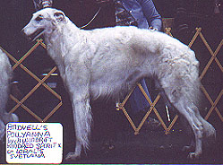 Ch. Andvell's Pollyanna
