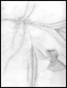 EarlyCilium.jpg_small