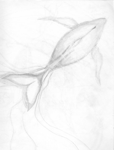 WhaleExercise