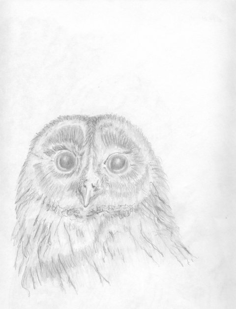 Owl