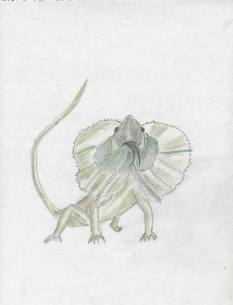 Lizard