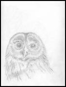 Owl.jpg_small