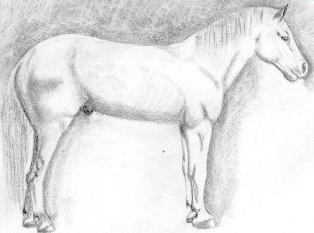 FirstHorse
