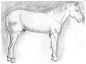 FirstHorse_small