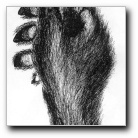 tn_MyFurredHand