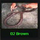 The Brown Snake