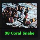 The Coral Snake