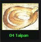 The Taipan