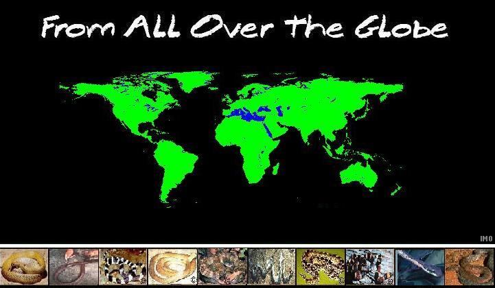 Snakes from all the globe.