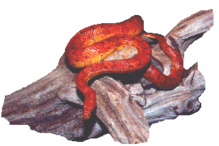 A picture of a red corn snake