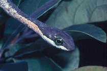 A picture of the juvenile boomslang snake