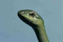 A picture of the adult boomslang snake