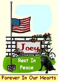 Joey, my friend and companion. 1992 - 2007.