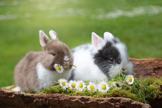 cute bunny