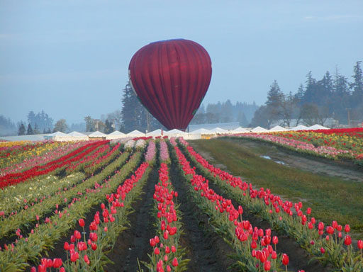 tulip-baloon