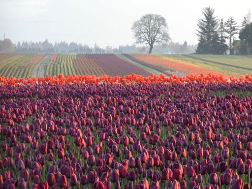 tulip