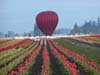 tulip-baloon