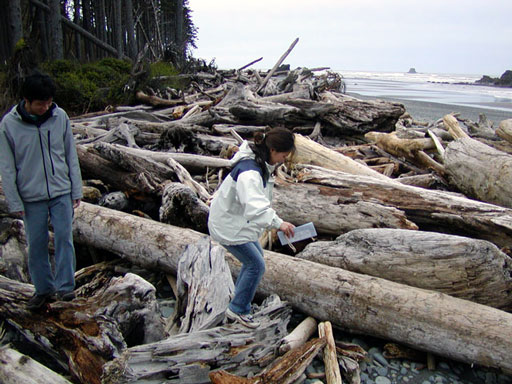 beach-log