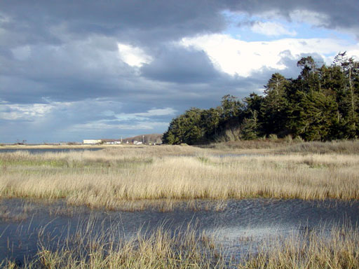 dungeness-across-from-beach