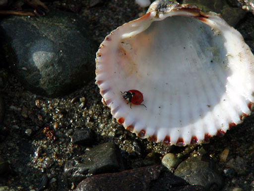 dungeness-lady-bug-in-a-shell