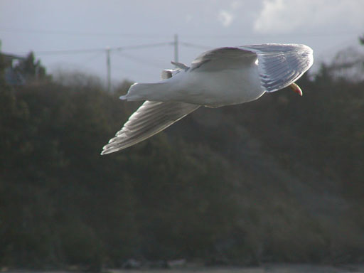 dungeness-seagul