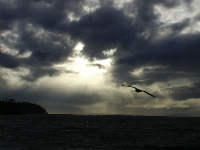 dungeness-seagul2