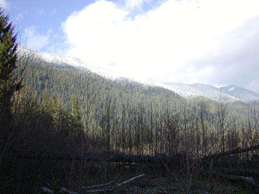 hall-of-moss-frosting-mt
