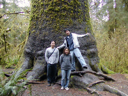 hall-of-moss-giant-tree2
