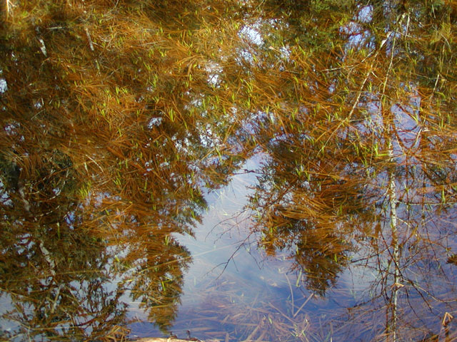 hall-of-moss-reflection
