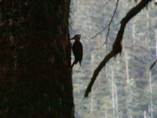 hall-of-moss-wood-pecker2