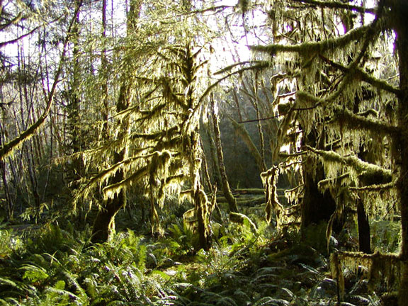 hall-of-moss