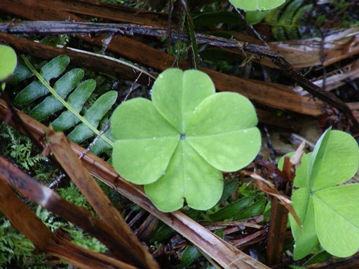 quinault-4-leaf-clover