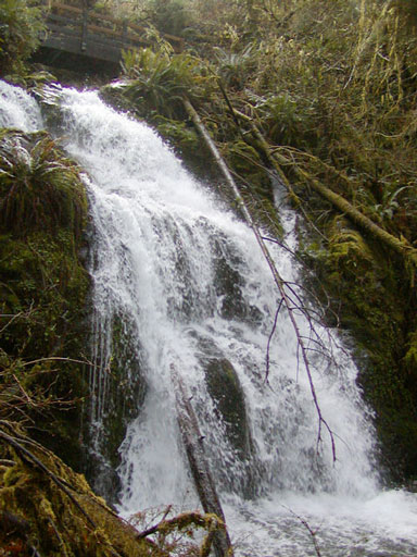 quinault-falls