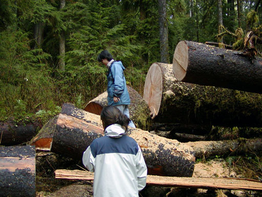 quinault-trail-blow-down