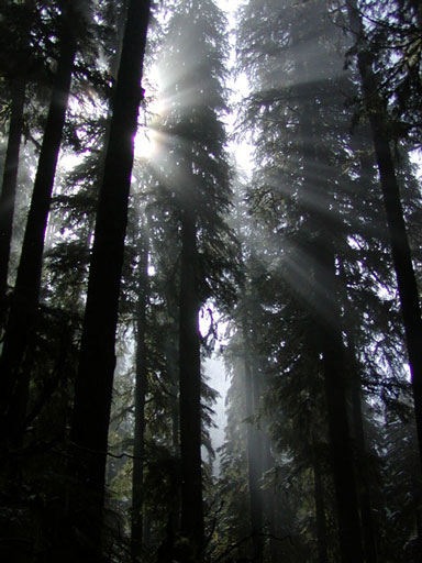 sol-duc-ray